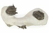 Triple Erbenochile Trilobite Association - Foum Zguid, Morocco #227801-3